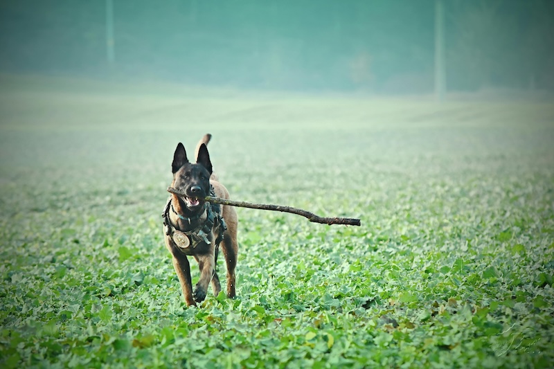 Malinois kutya - Fotó: Jozef Fehér (Pexels)