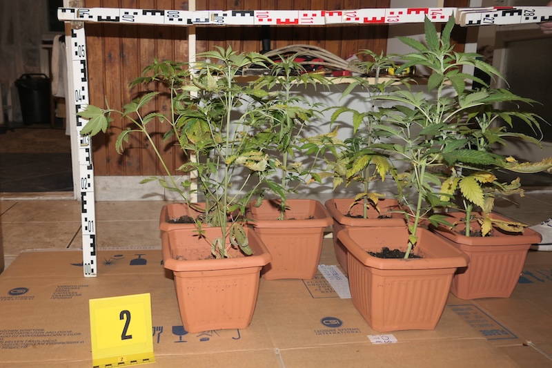 házi kannabiszültetvény Miskolcon