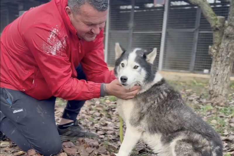 husky