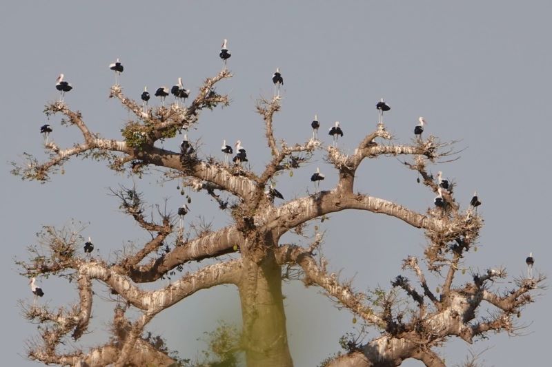 Hamarosan Borsodba is megérkezhetnek az első gólyák – már sok helyen készülnek...